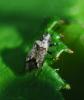 310213 – Photo : Oryctes – France (59)